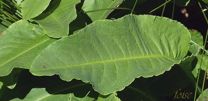 feuilles inféreures à limbe oblong-obtus