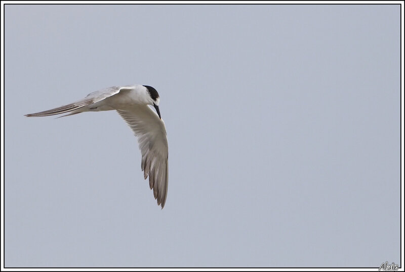 Sterne caugek, en plumage internuptial