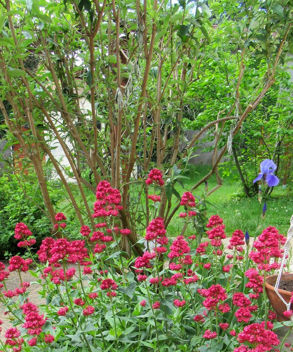 201905 jardin en mai valériane et iris bleu