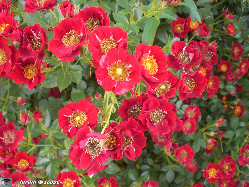 Rosier 'Tapis rouge' (Photo juin 2009)