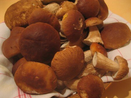 CEPES