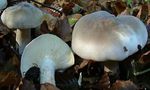 clitocybe_n_buleux4