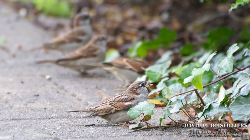 Moineau domestique
(Passer domesticus - House Sparrow)
