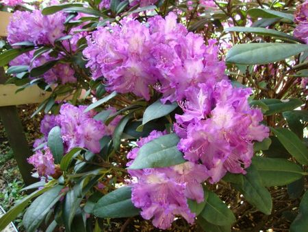 rododendron-1