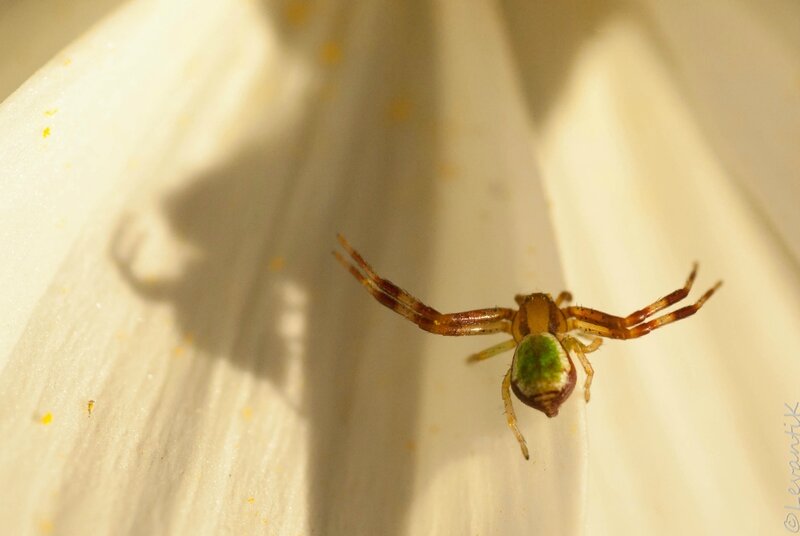 Ebrechtella tricuspidata ♂