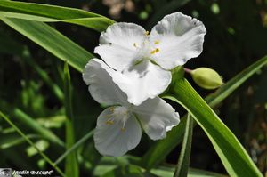 Tradescantia-virginiana-2