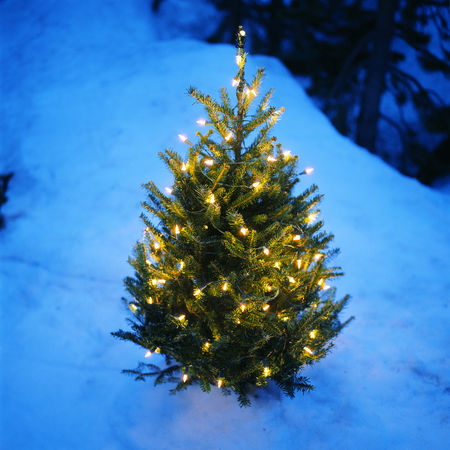 sapin_noel_christmas_tree