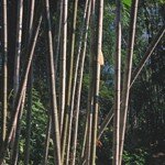 bambu_08