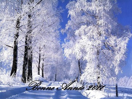 589_foret_sous_la_neige_WallFizz_1_