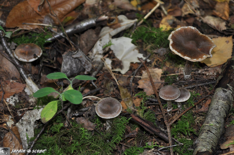 Cortinarius flexipes var. flabellus