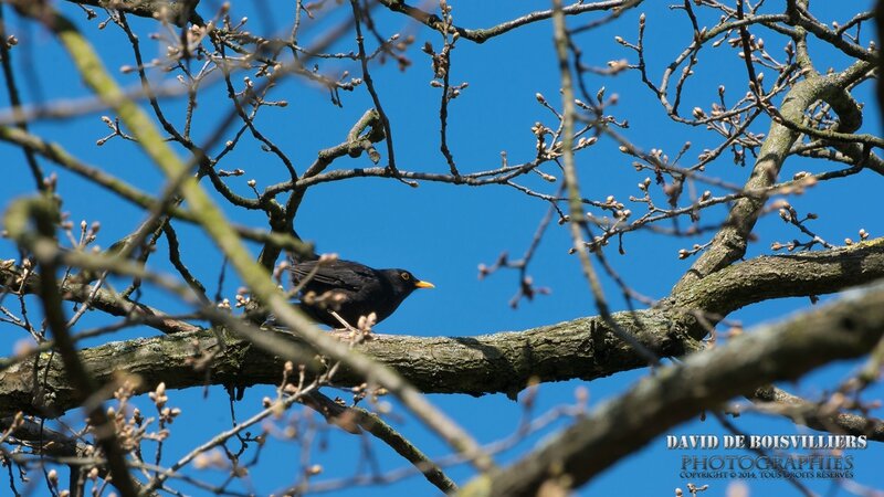 Merle noir (Turdus merula - Common Blackbird) ♂