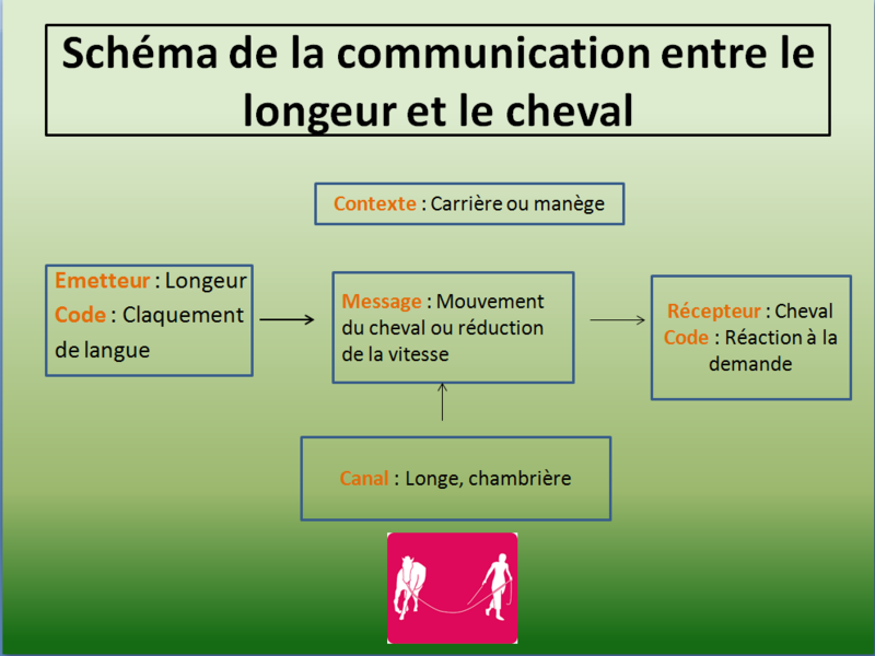 Ce schéma de la communication montre le lien entre le longeur (celui qui impulse la cadence au cheval) et le cheval