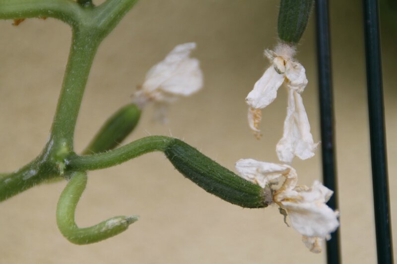 fleur de courgette qui ane