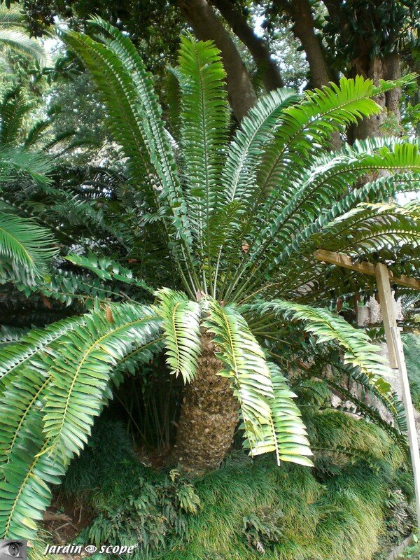 Cycas Jardin_tropical Funchal