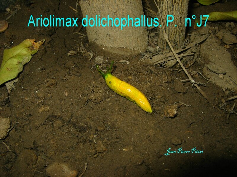 Ariolimax dolichophallus