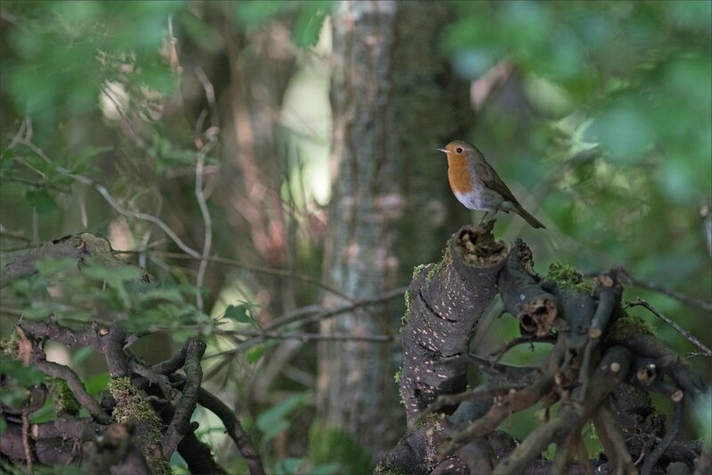 Galuchet oiseau rouge-gorge 200617 2