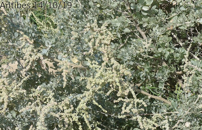 inflorescences de 20 à 50 cm en grappes composées nues ou peu feuillées