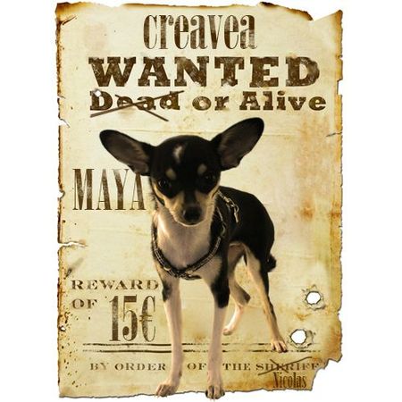 Wanted-Maya