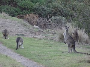 Kangaroos, Lorne (3)