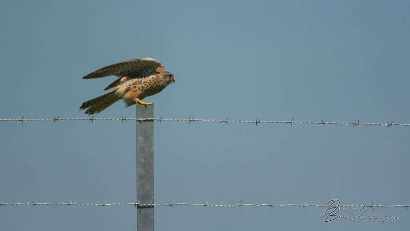 Faucon crécerelle (Falco tinnunculus) femelle adulte