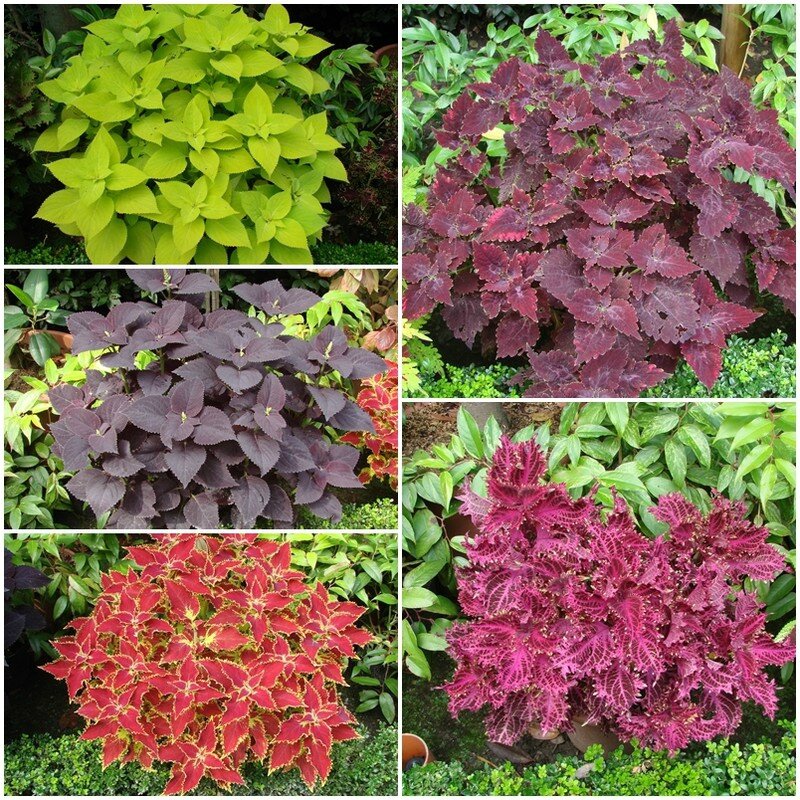 coleus 3