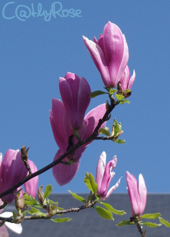 && magnolia (4)