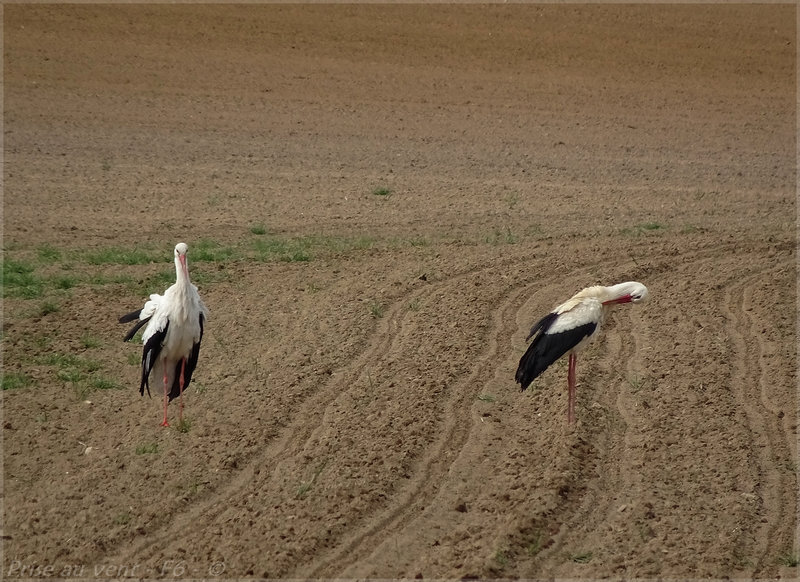 Cigognes - a