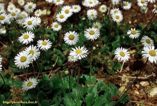 Bellis_perenis