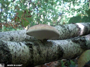 Polypore_sur_bouleau