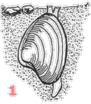 sf1