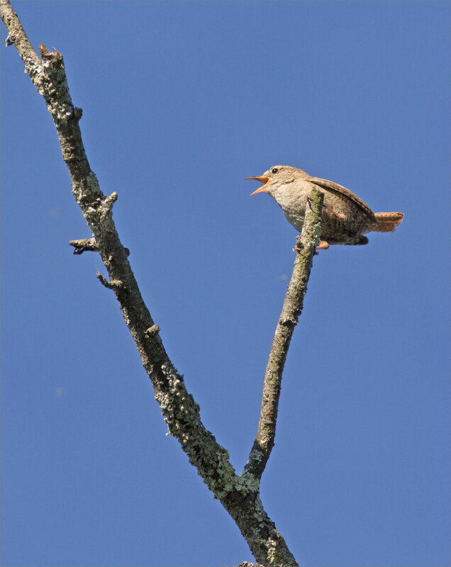 ville oiseau troglodyte chant ciel bleu matin 010619 10