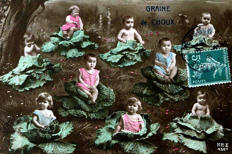 Graines de Poilus 72
