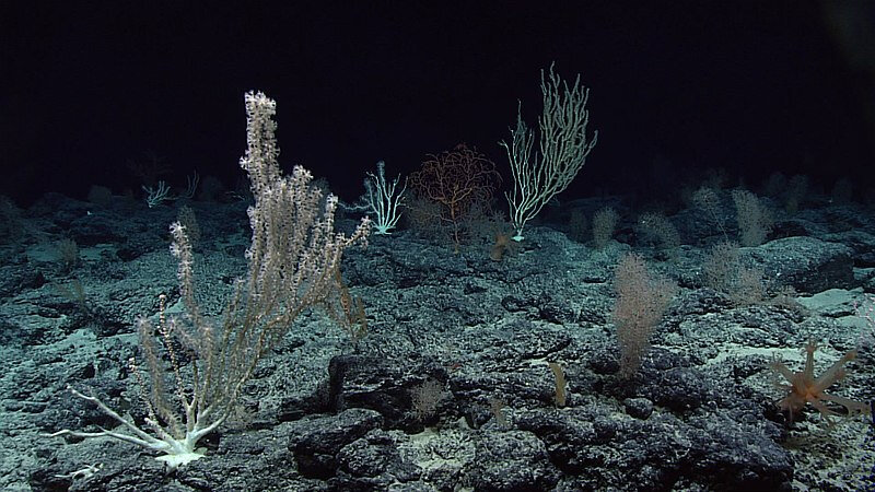800px-Deep_sea_corals,_Wagner_Seamount
