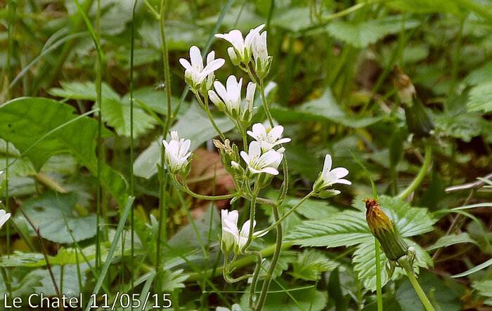 fleurs de 11 à 20 mm en corymbe très lâche