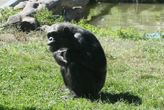 53b-Chimpanzé_0425