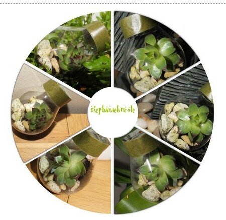 composition ampoule recylée terrarium