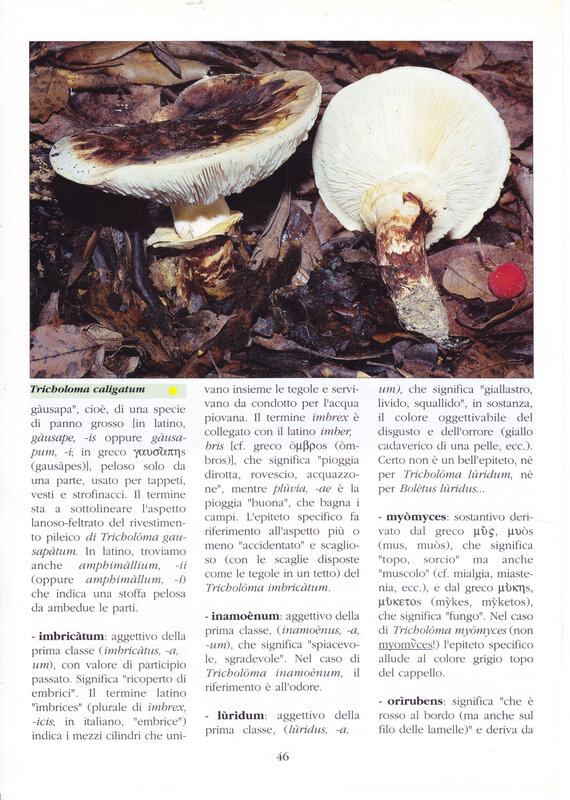 Tricholoma Consiglio_0008