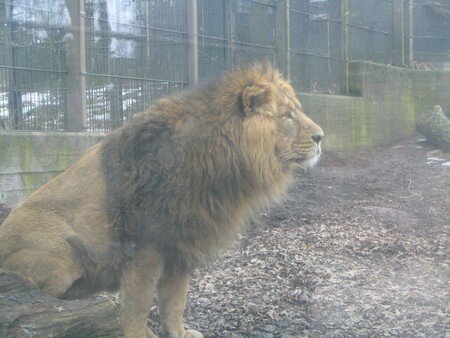 Visite_au_Zoo_d_Helsinki___Lion_001