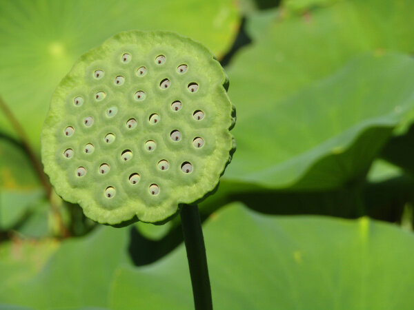 Fruit lotus