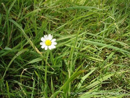 marguerite_dans_l_herbe