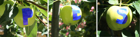pomme_exp