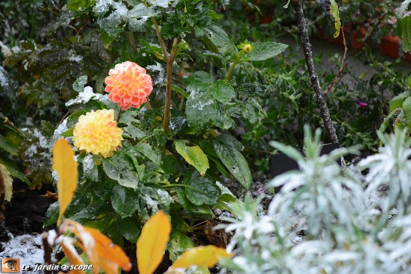 Neige-début-novembre-5