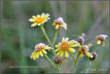 IMG_2423-signée