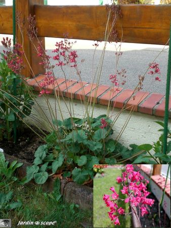 Heuchera 'sanguinea'