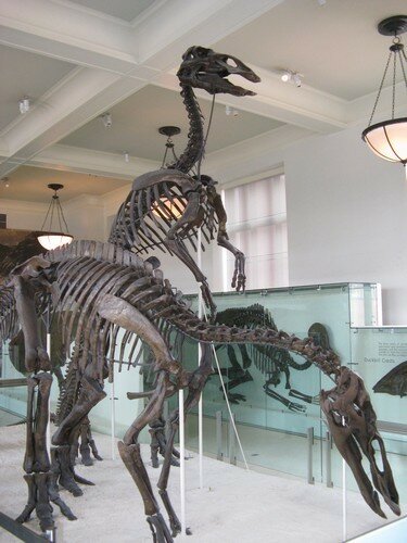 American Museum Of Natural History