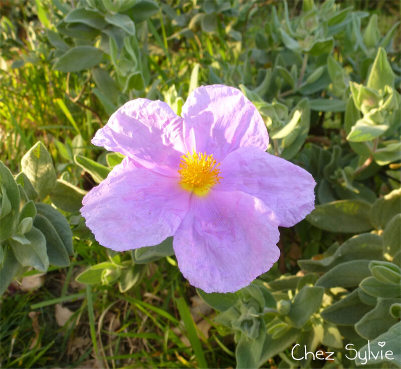 Ciste mauve 1ere fleur 21-03-25