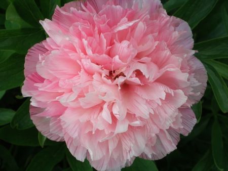med_pivoine_visoflora_11852