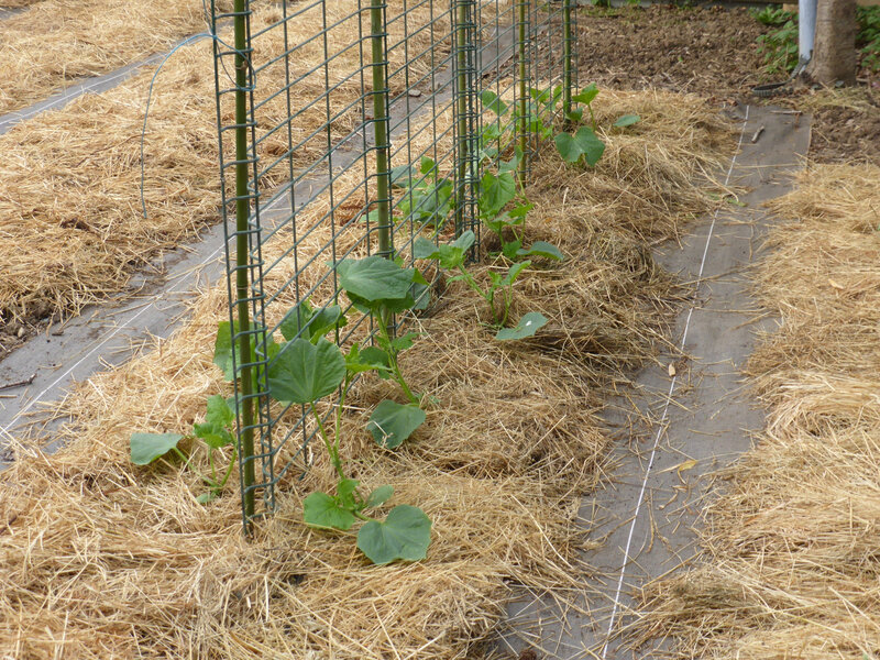 24-cornichons, plantation cornichons (1)