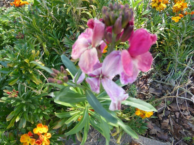 14-fleurs giroflée (1)