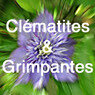 Clématites-et-grimpantes